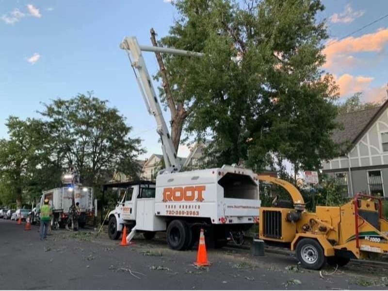 Plant and Tree Services in Denver Colorado