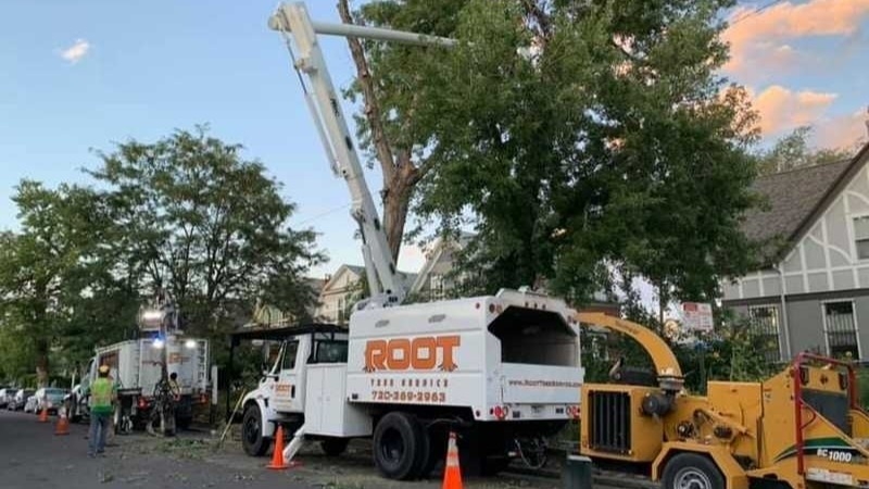 Crane Tree Removals