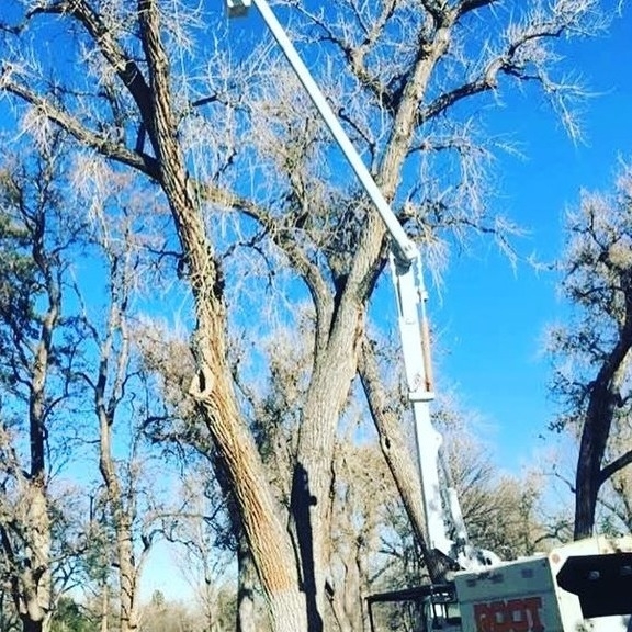 Plant and Tree Services in Littleton Colorado