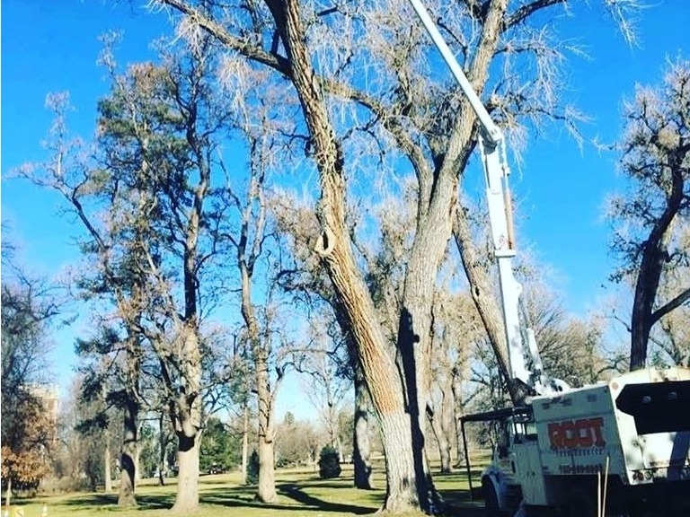 Tree Trimming