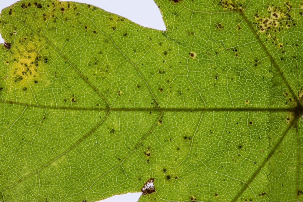 Mountain Pine Beetle Help in Denver CO