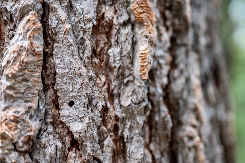 Mountain Pine Beetle Help in Denver CO