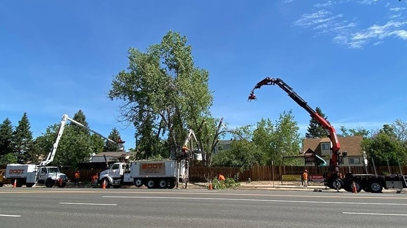 Crane Tree Removals