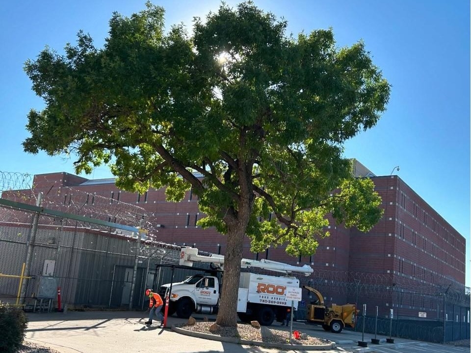 Plant and Tree Services in Aurora Colorado