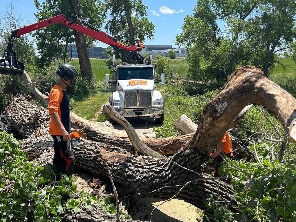 Plant and Tree Services in Littleton Colorado