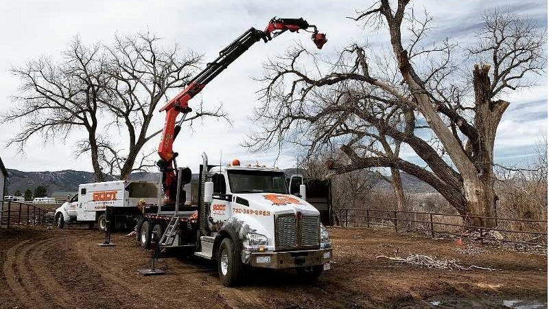 Crane Tree Removals