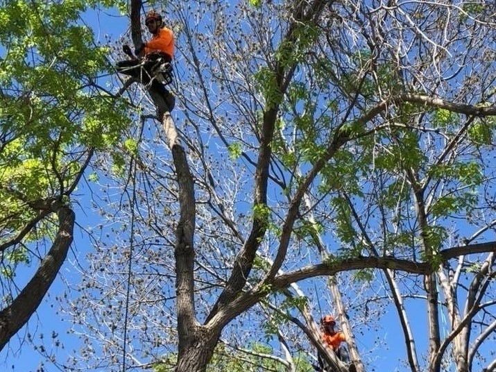 Tree Trimming